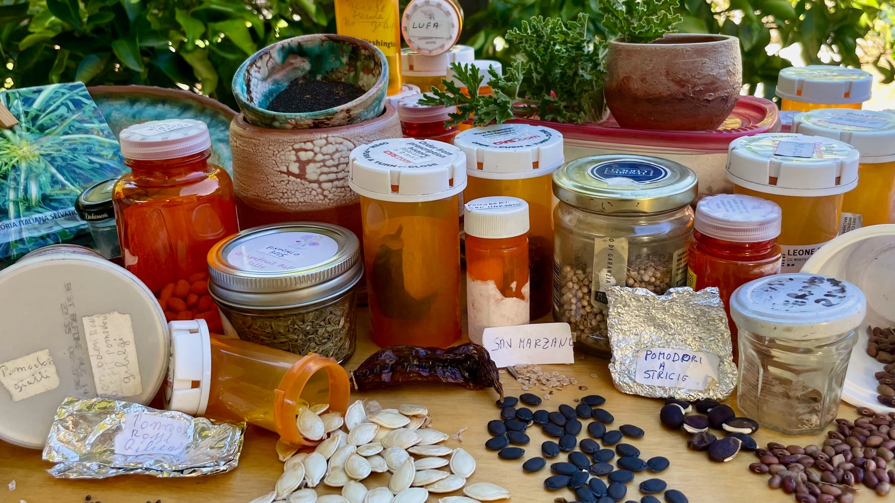 Seed collection, Lucia Fabio